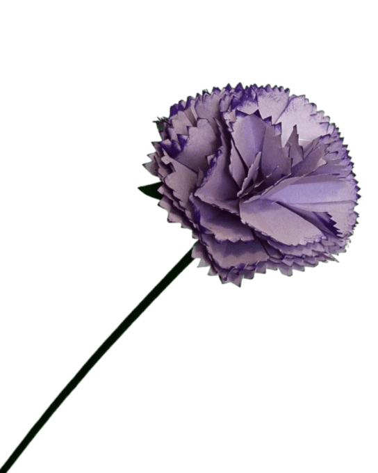 Œillet 