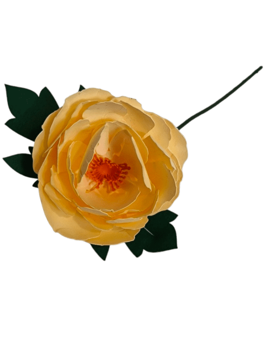 Pivoine